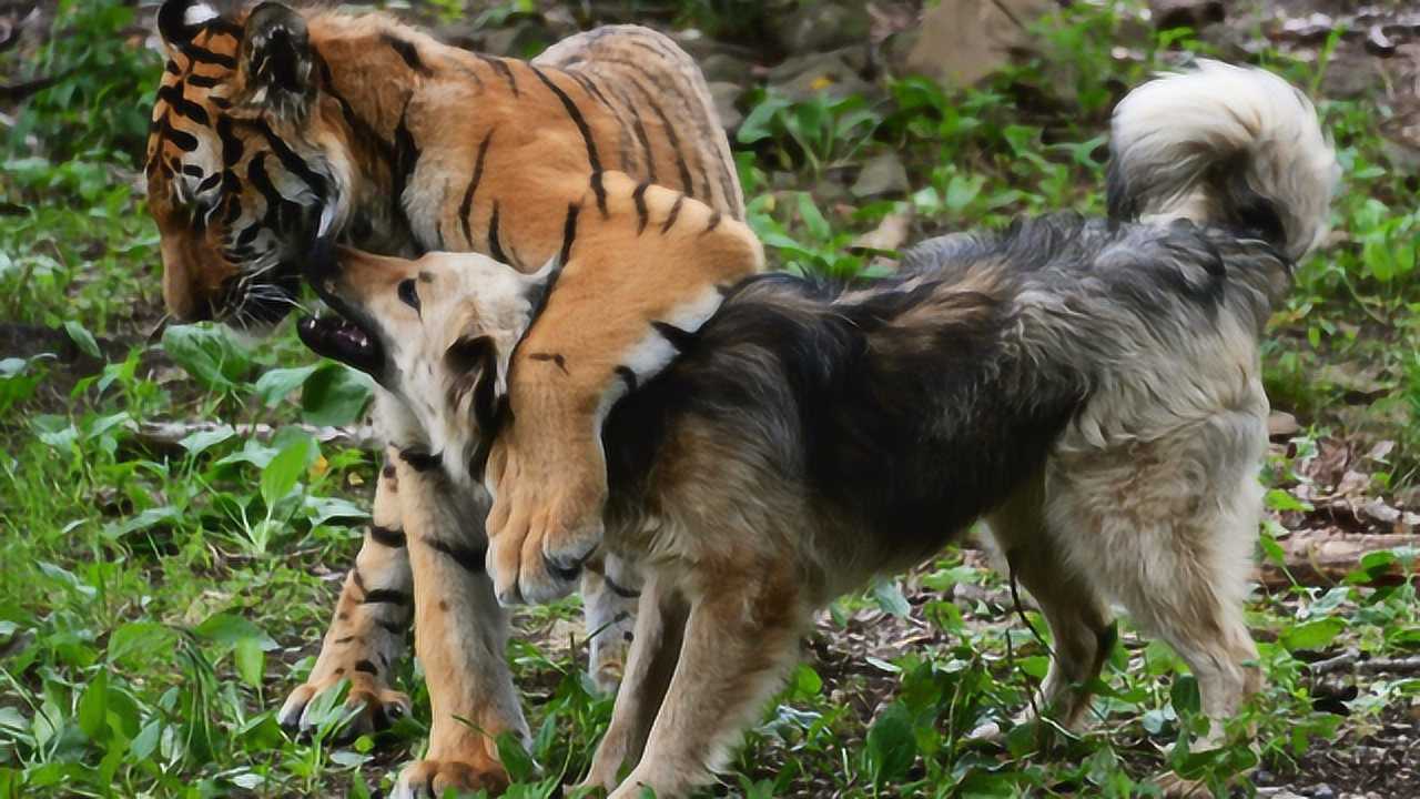 原来老虎的天敌竟然是它!能力不逊色于老虎,说出来你可能不信