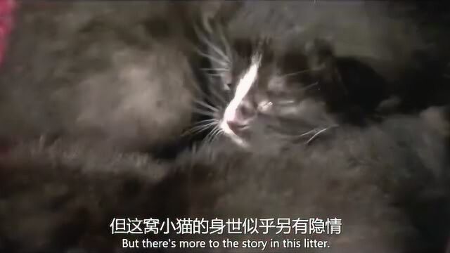 萌宠西伯利亚森林猫