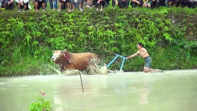 牛耕田成为了农民的一项娱乐活动