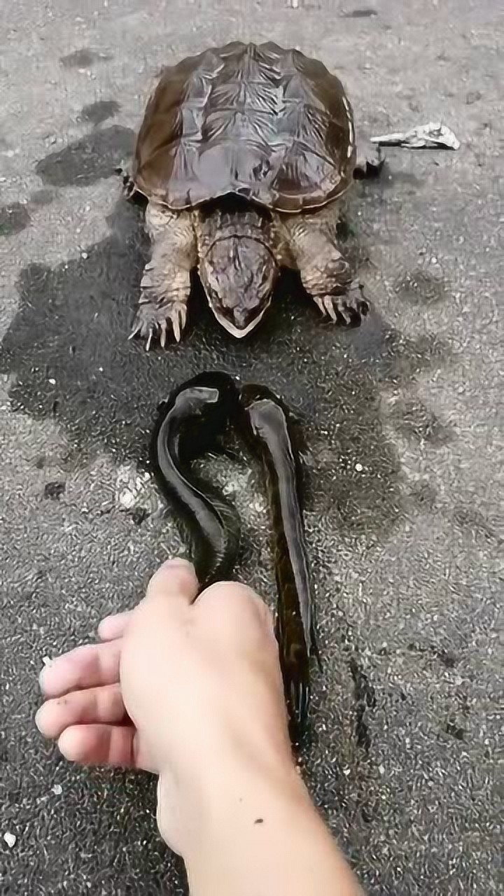 这鳄龟太凶残了,不能养!