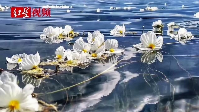 美到窒息!真的有种花叫“水性杨花” 它开在泸沽湖