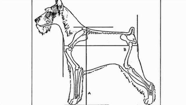 湖北拟出台最严禁犬令:物业区域内禁养35种犬类!各方热议