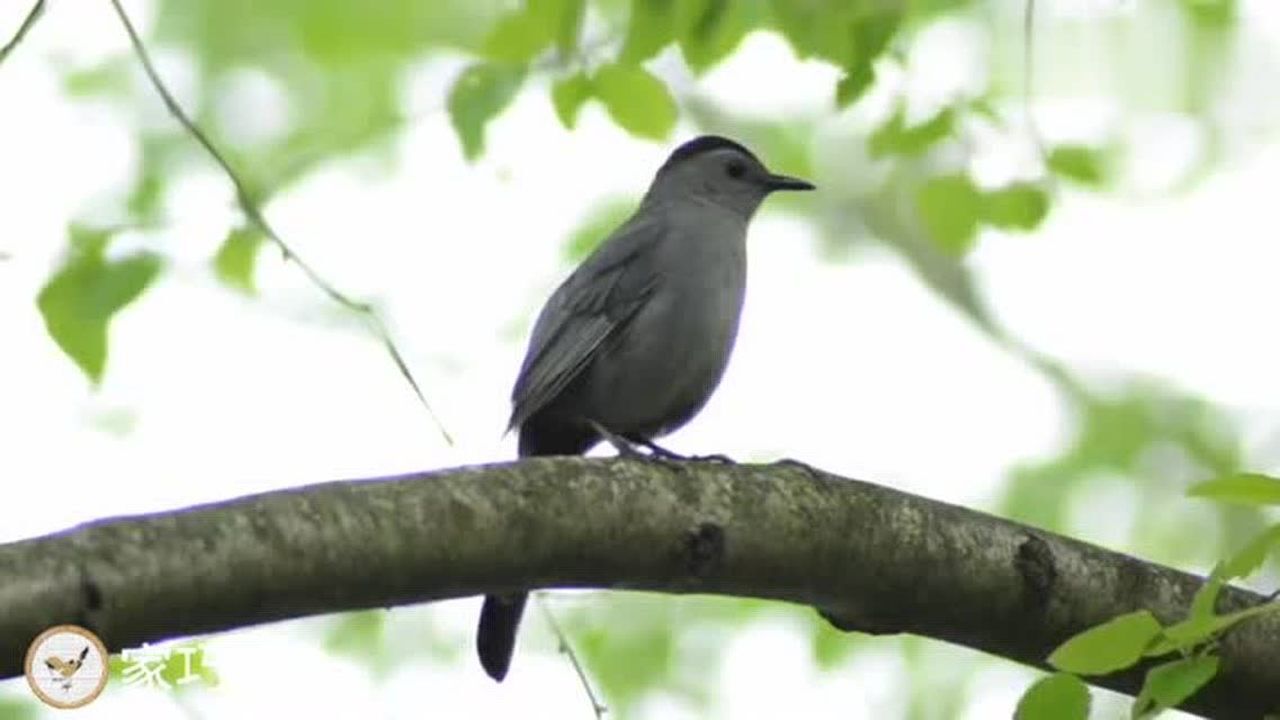 鸟叫声灰猫鸟的叫声因其鸣叫声而得名