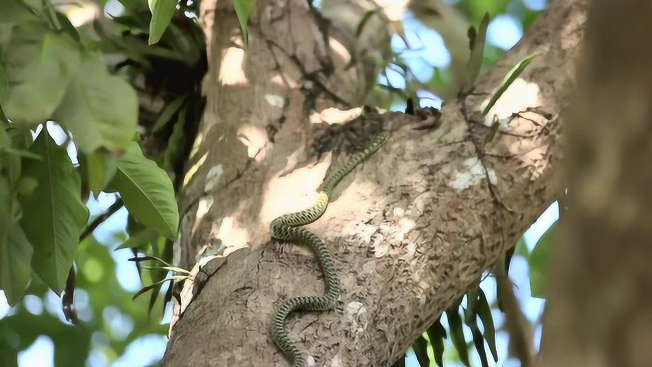 雨林罕见飞蛇:金花蛇