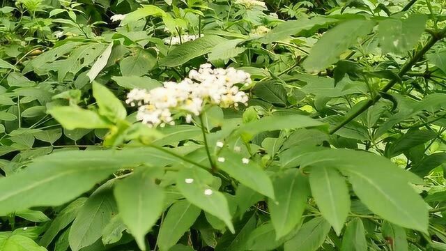 农村一宝,接骨草,治风湿骨痛,跌打损伤,强筋健骨,你家有吗