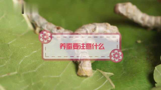 养蚕应该要注意些什么