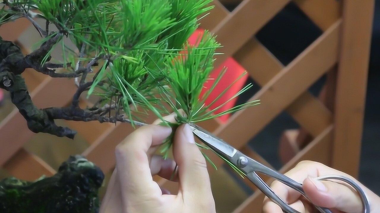 如何修剪松树盆景才好看?大师是这样操作的,成品焕然一新,好看