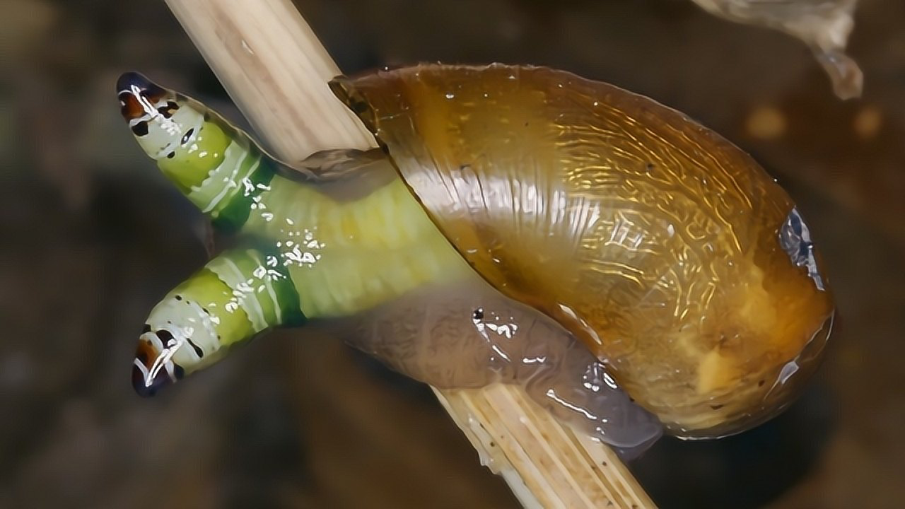蜗牛寄生虫进入眼睛图片