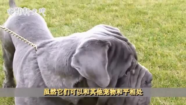 世界猛犬排行榜, 藏獒排名第五, 第一名战斗力爆表