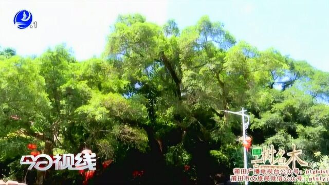 探寻古树名木:庄边镇吉云村—红榕⠀