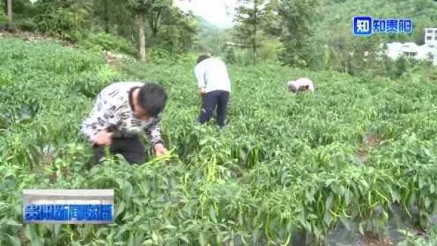 白云区石龙村:青椒搭上电商快车销往全国各地