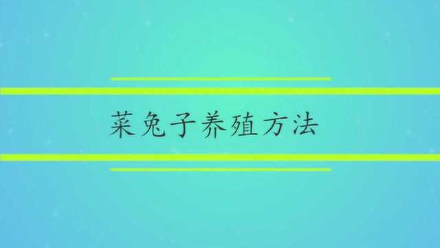 菜兔子养殖方法