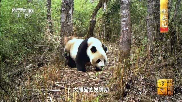 中国影像方志 野生大熊猫最多的保护区不在四川,在这里!