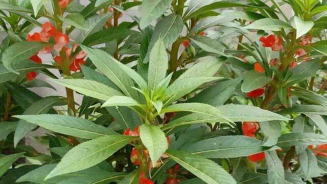 农村夏季常见的凤仙花,不仅长的漂亮,还有很广的药用价值!