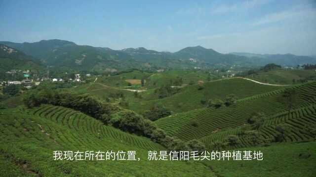 1两茶叶200元!探秘中国茶叶最北产地,“绿茶之王”的故乡在这里