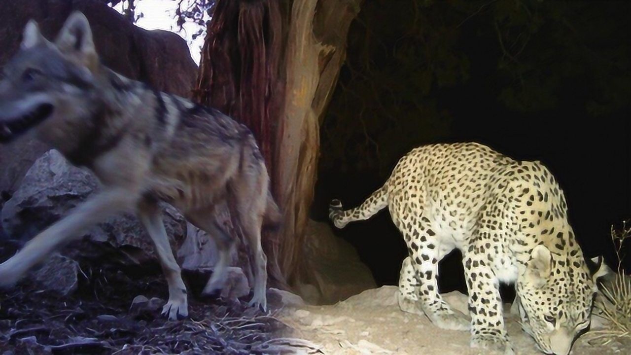 北美灰狼是犬科动物最大如果遇到了花豹打起来谁会赢
