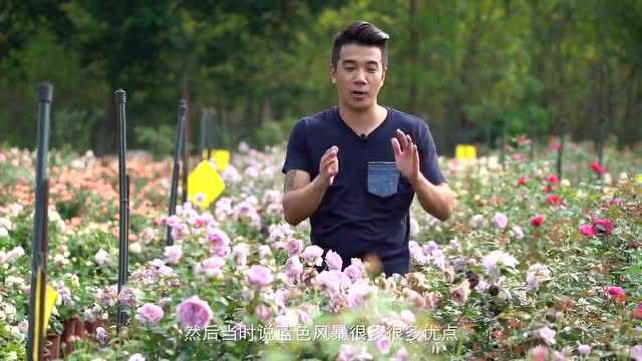 王大爷带你学种花,欧洲月季蓝紫色系,蓝色风暴