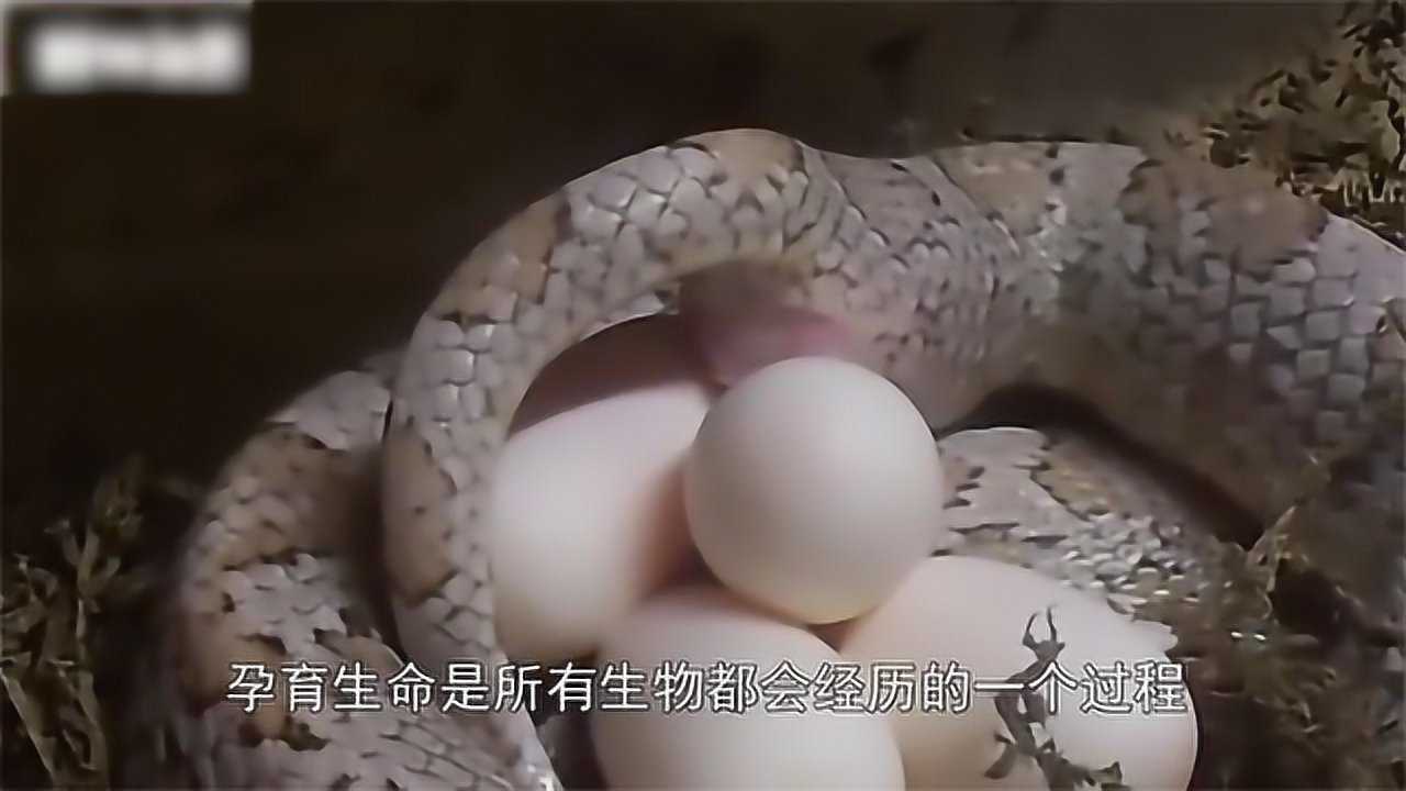 近距离拍摄蛇生蛋这场面难得一见见识一下