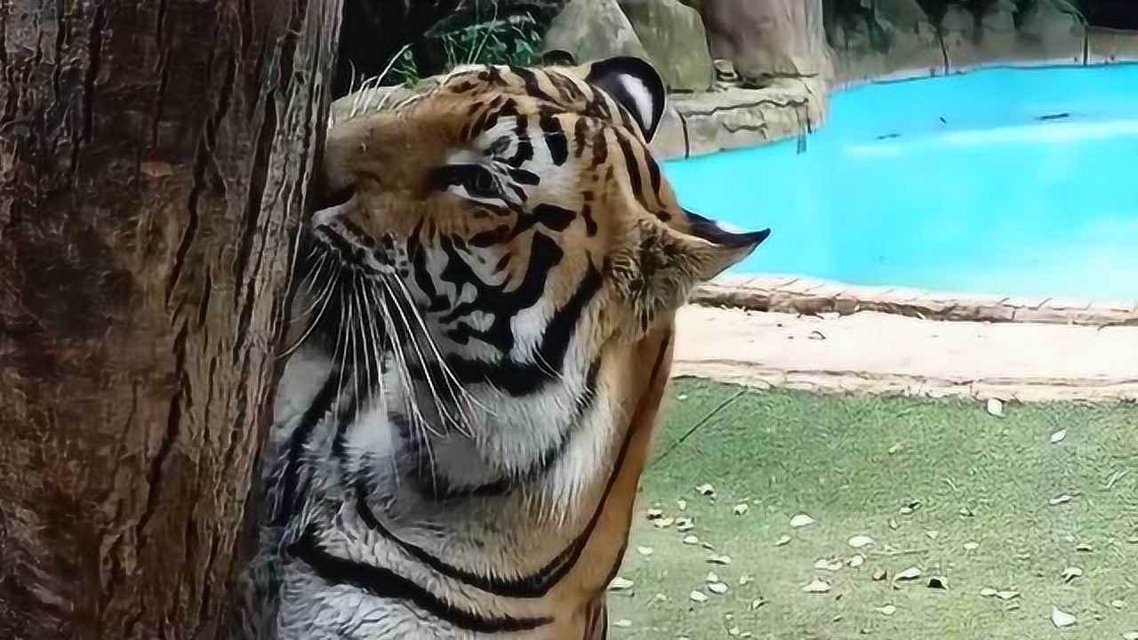 老虎拥抱大树?百年难得一见的场景!