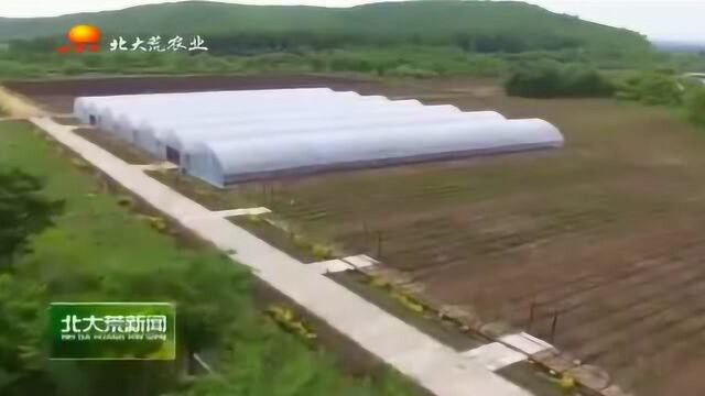 看农村小伙种赤芍效益不错,村民都抢着要种