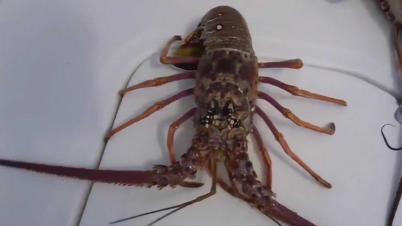 海洋中的"黄金",遇见金色大龙虾难度不输登天,外壳让人惊艳!