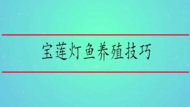 宝莲灯鱼养殖技巧