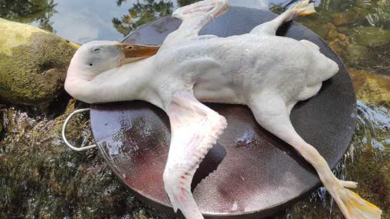 吃了多年的血鸭,还是这种做法最正宗最经典,吃上一次,美味难忘