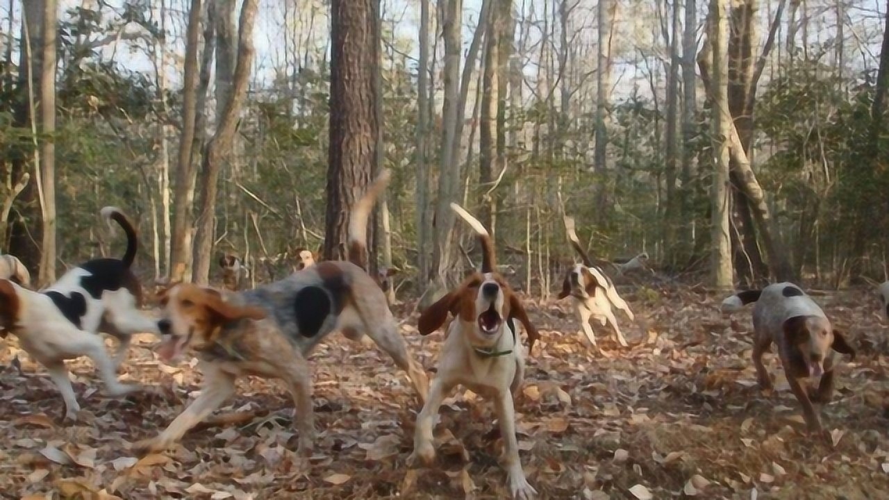 几十只猎犬和主人去打猎,转眼阵亡十几只,镜头记录惨烈全程_高清1080P在线观看平台_腾讯视频