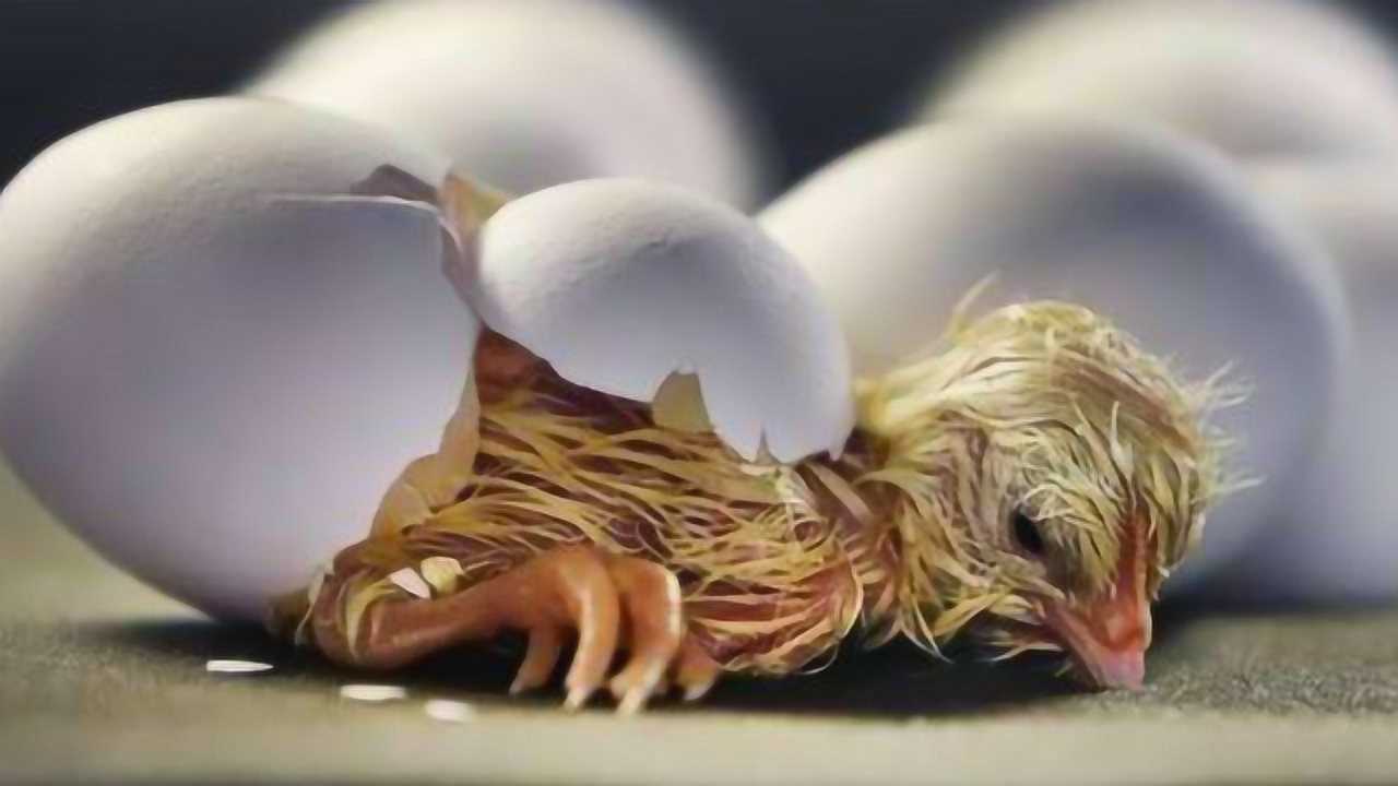 没有蛋壳怎样孵化出小鸡科学家带你见证奇迹镜头记录震惊一幕