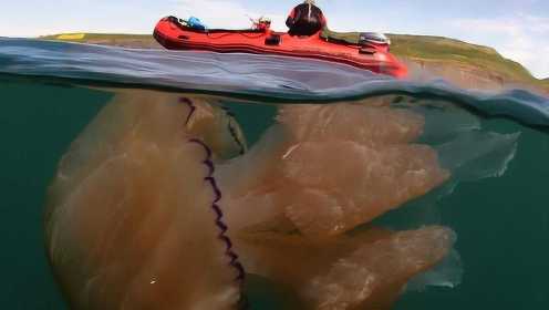 世界上最大的水母：光是触手就有36米长，含有剧毒非常凶猛