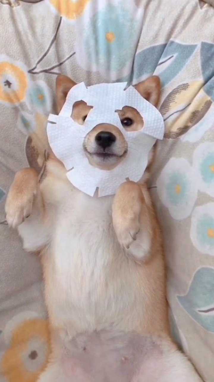 狗狗都懂得敷面膜保养你呢