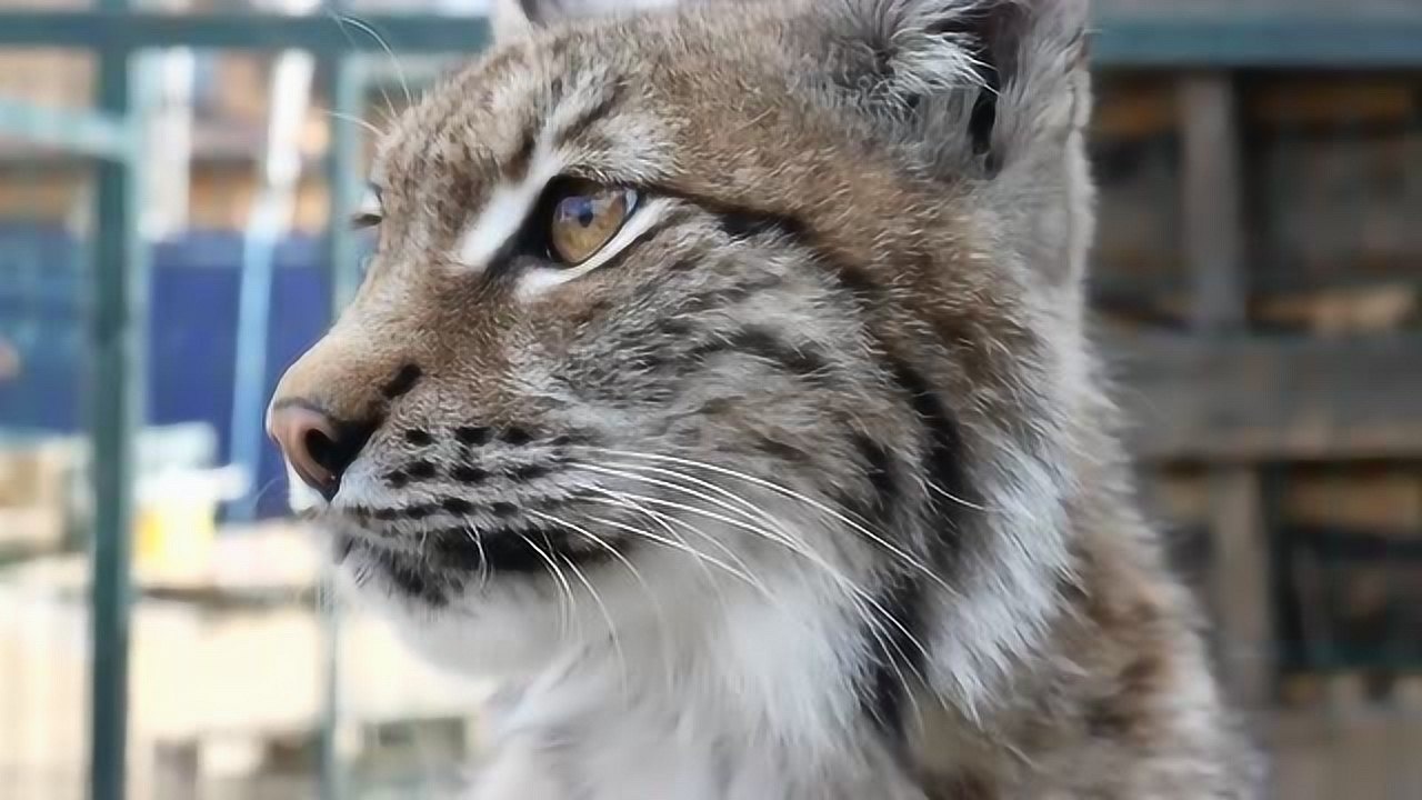 小jiojio一直被铲屎官摸,猞猁瞪着主人:看我生气的脸