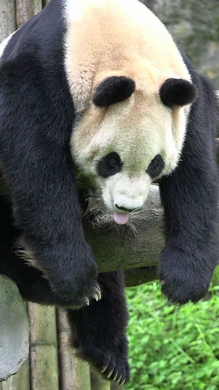 盘点大熊猫的睡觉姿势!