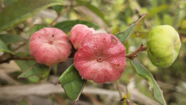 野生草药“算盘子”,是天然的“牙痛药”,早知早好!