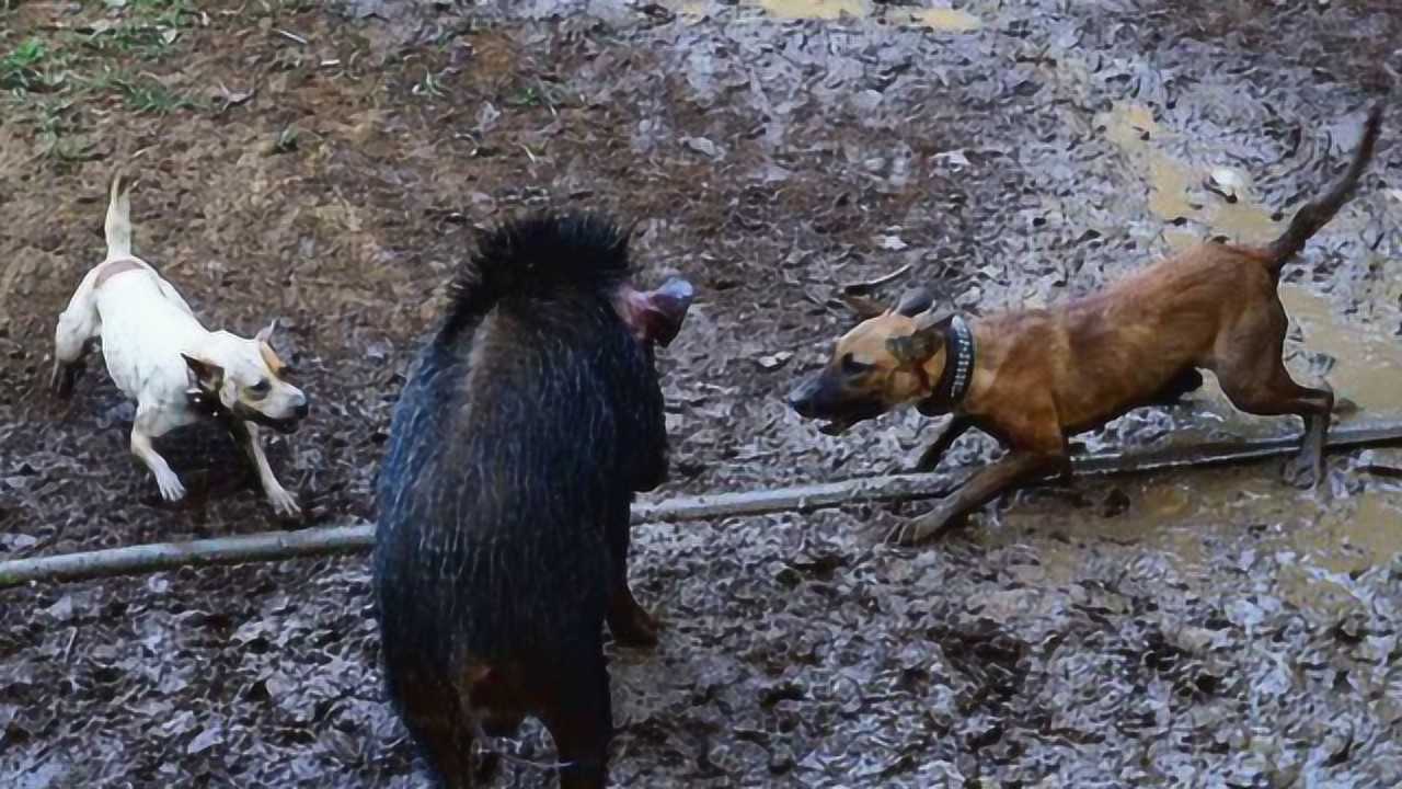 比特犬究竟有多厲害,主人用它狩獵野豬,鏡頭記錄全過程