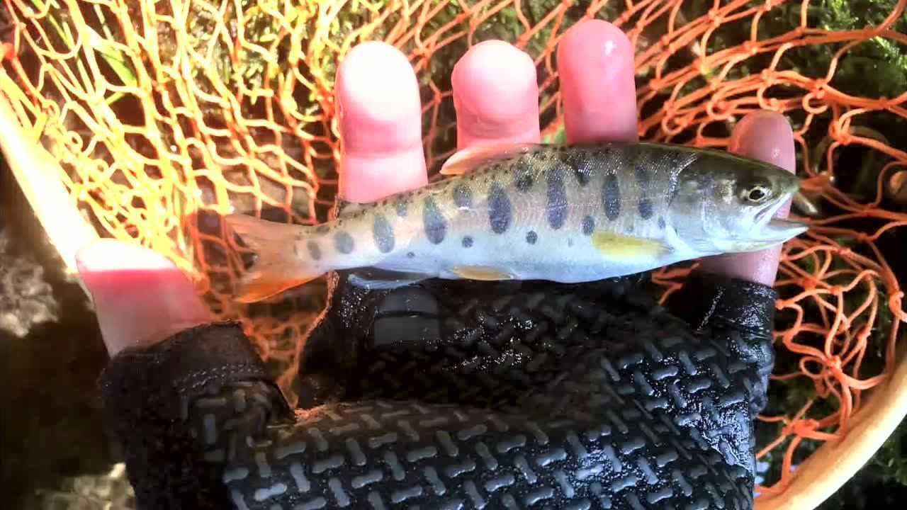 野生山女鳟溪流行