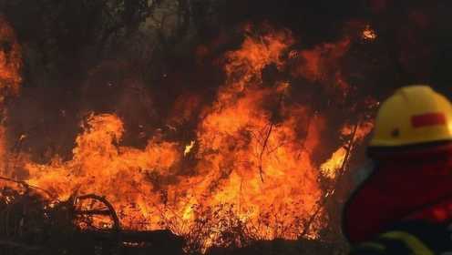 亚马逊森林大火持续燃烧！起火点超20000处，动物尸体遍野！