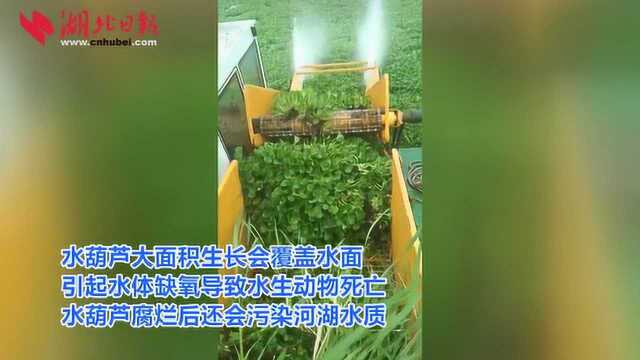 水葫芦疯长 大冶市这样应对