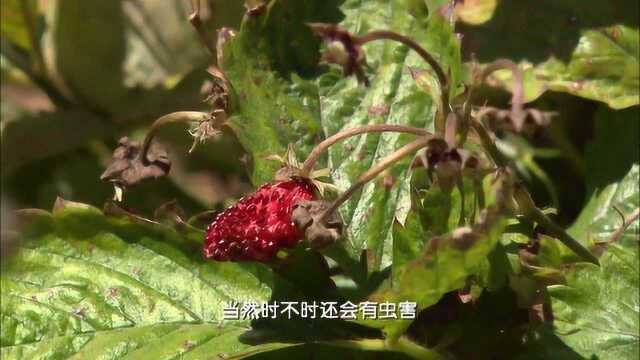 利用生态平衡法除害虫,这个方法不仅无公害,而且很科学!