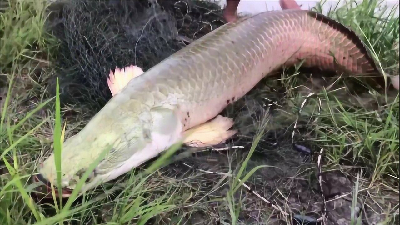 又大又壮的巨骨舌鱼,目测最少有50斤,在水里一个人弄不过它!