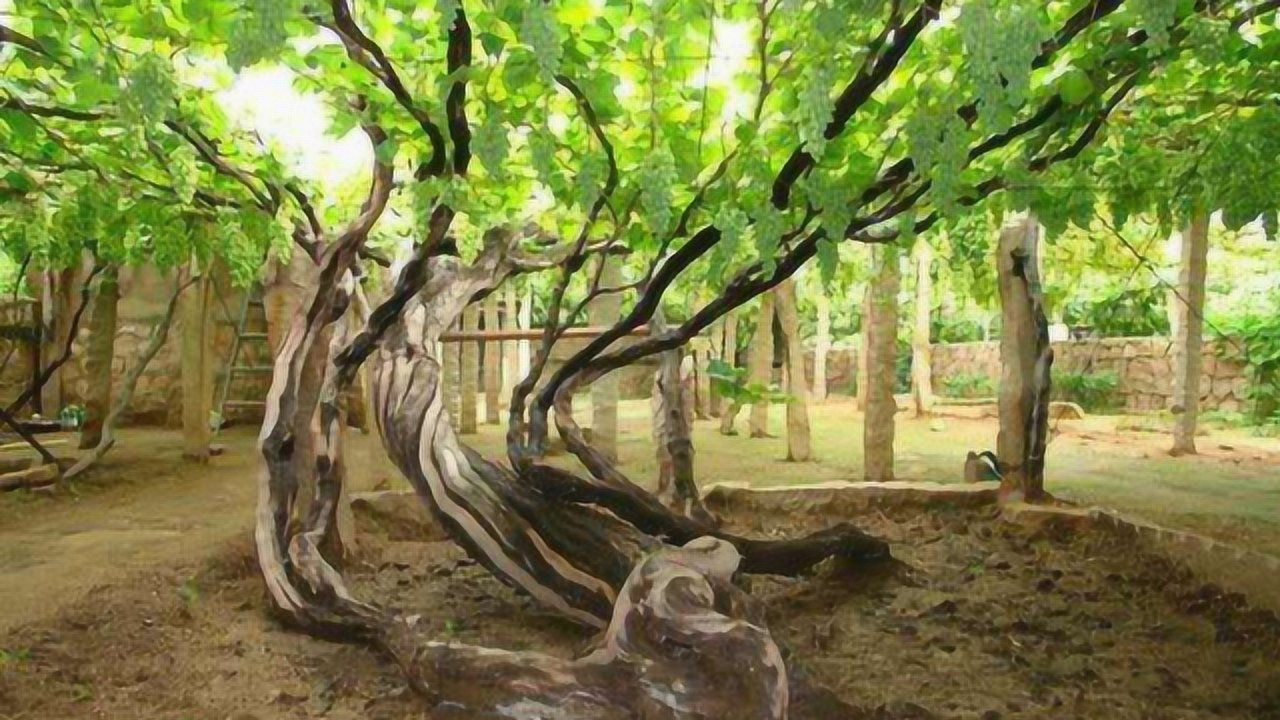 200年的珍稀葡萄