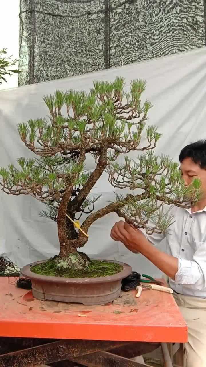 大叔修整一株五针松,枝干造型绝了,绝对算精品盆景!