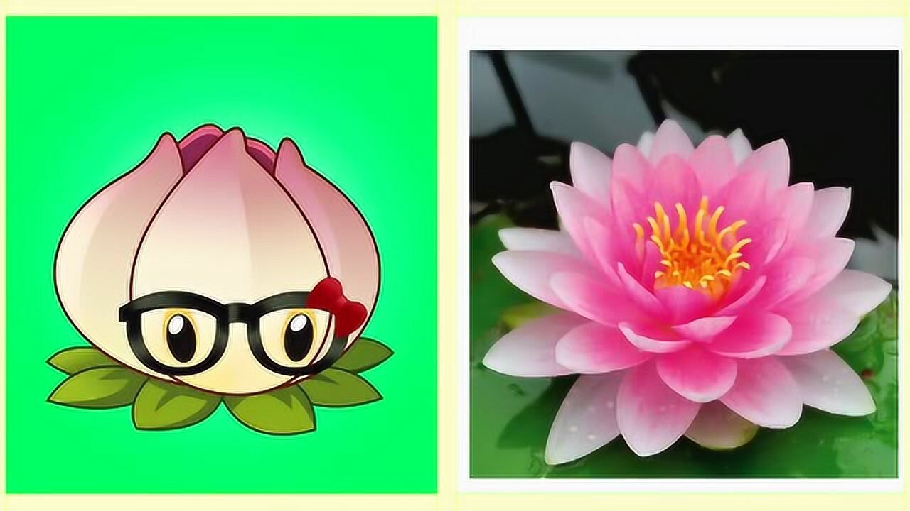 植物大战僵尸现实生活中的棱镜草长什么样子