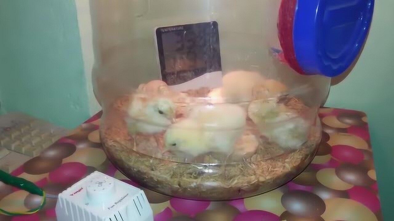 人工孵化小鸡一分钟竟产出上万只方式简单直接让人难以接受
