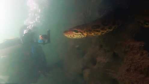 巴西一潜水者水下与7米长的绿水蟒面对面