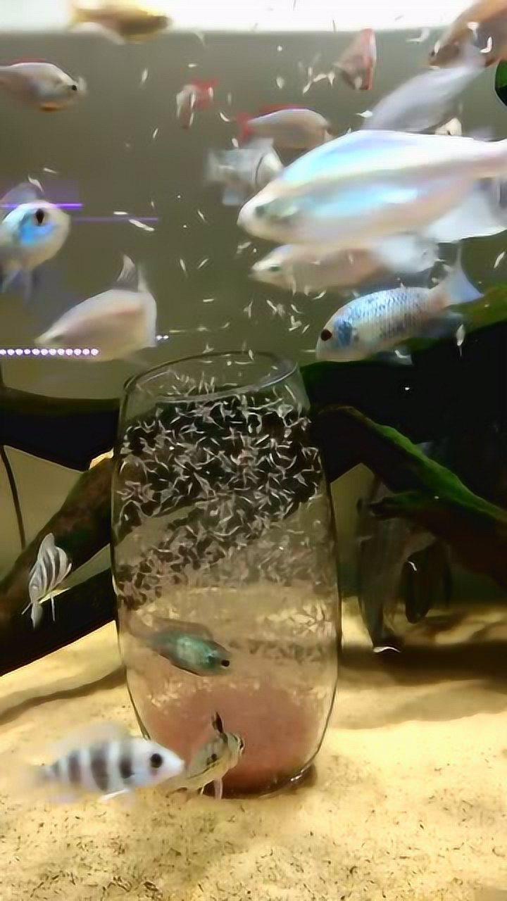 大鱼吃小鱼,小鱼吃虾米,虾米吃草,人吃什么?