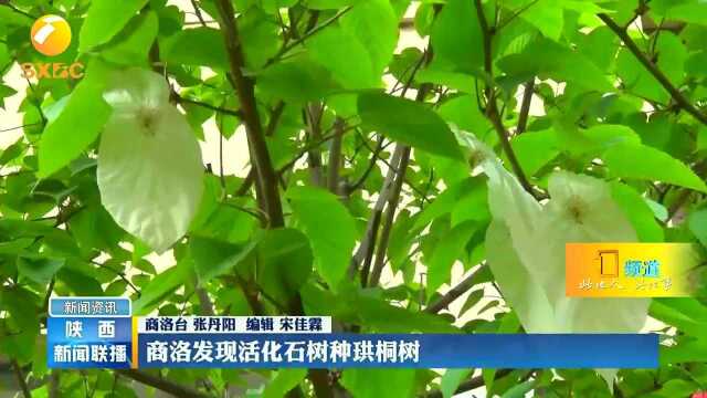 商洛发现活化石树种珙桐树,为国家一级保护植物