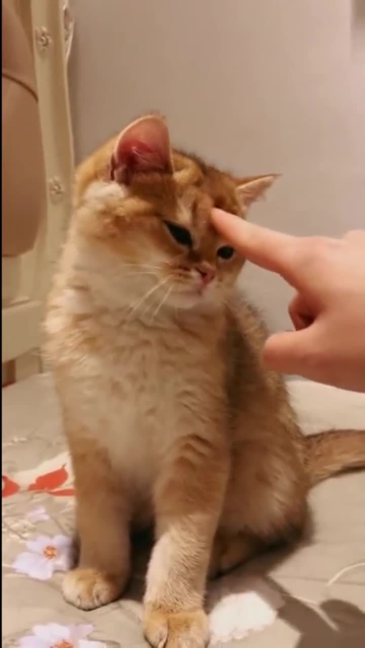 猫咪不跟你一般见识主人碰猫咪的额头猫咪这动作太可爱了