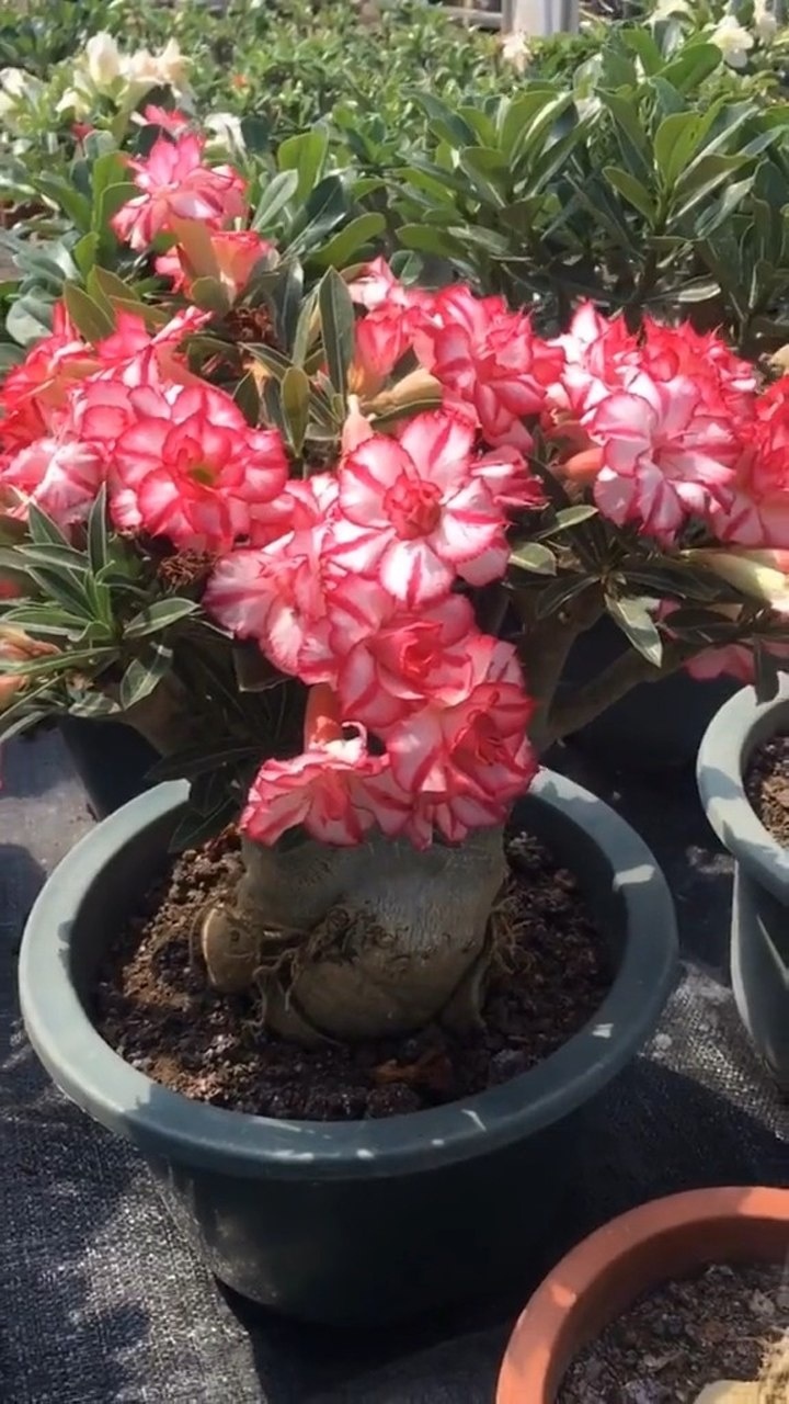 爆盆的沙漠玫瑰