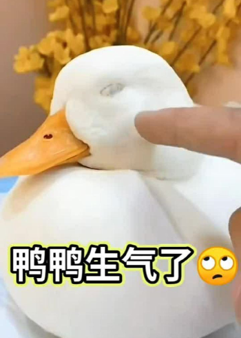 可爱的小科尔鸭,小鸭鸭生气了,转头不理人了